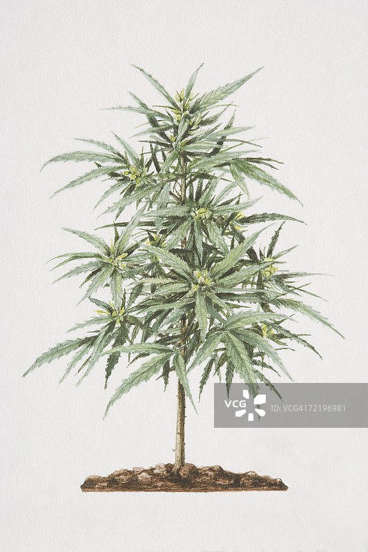 生长在土壤中的大麻植物图片素材