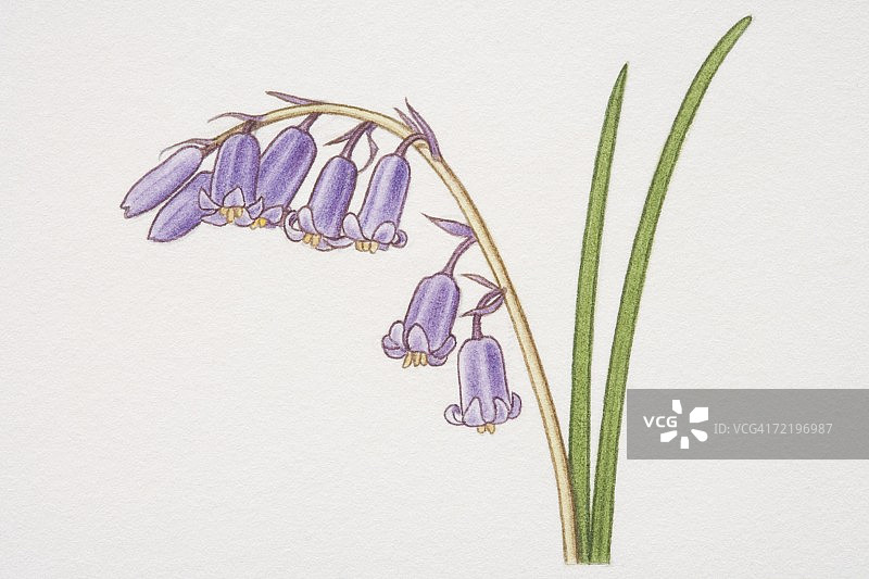 蓝铃花侧视图图片素材