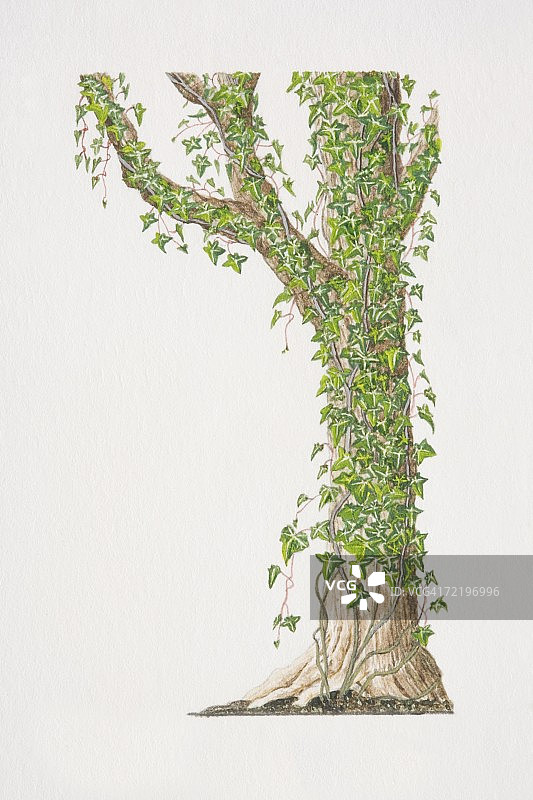 树干和树枝上生长的常春藤图片素材