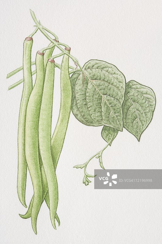 菜豆的绿色豆荚图片素材