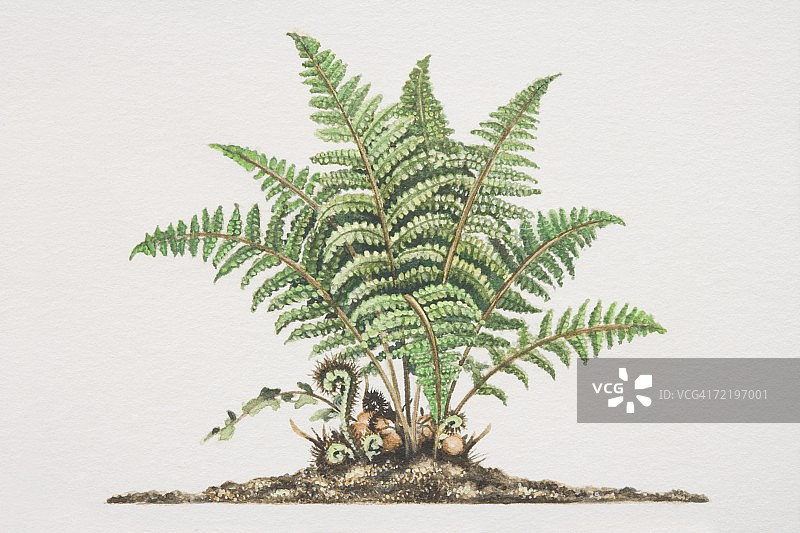 生长在土壤中的Dryopteris filix-mas图片素材