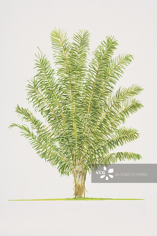 棕榈树侧面图图片素材