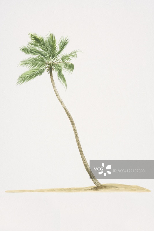 椰子树图片素材