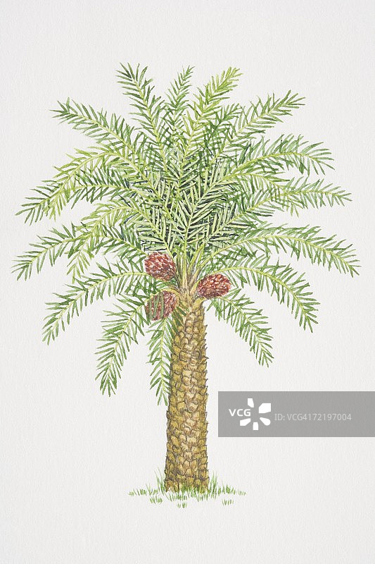 非洲油棕树图片素材