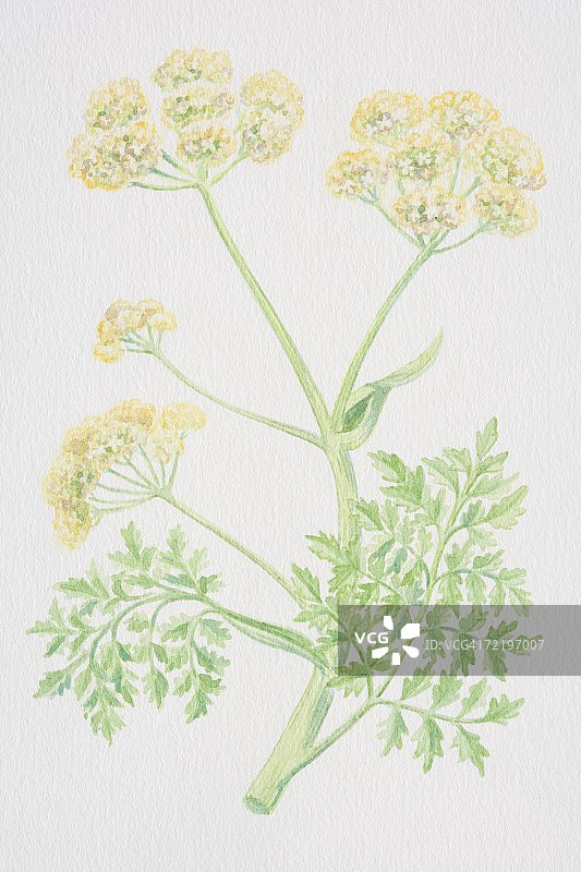 阿魏，巨型茴香，花茎图片素材