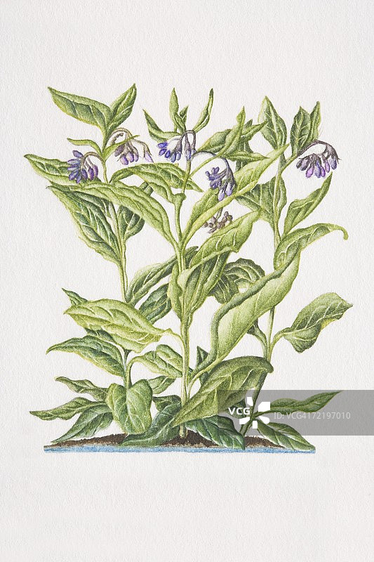 聚合草：土壤中的开花植物图片素材