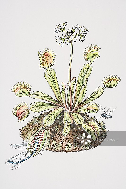 捕蝇草图片素材