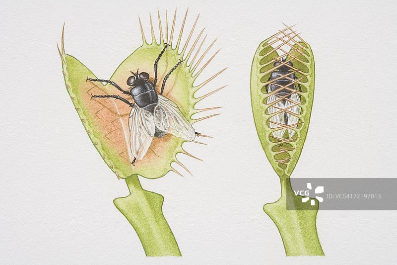 捕蝇草：两株维纳斯捕蝇草，一株正在捕捉苍蝇，另一株的叶子已闭合图片素材