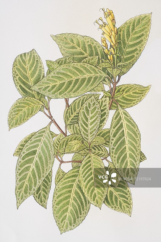 爵床科，黄脉爵床，叶状植物，黄色花头图片素材