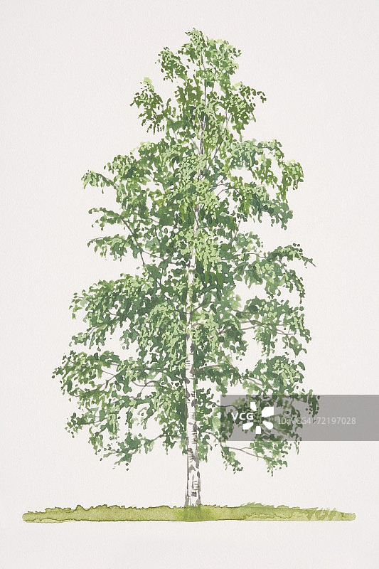 垂枝桦，银桦树图片素材