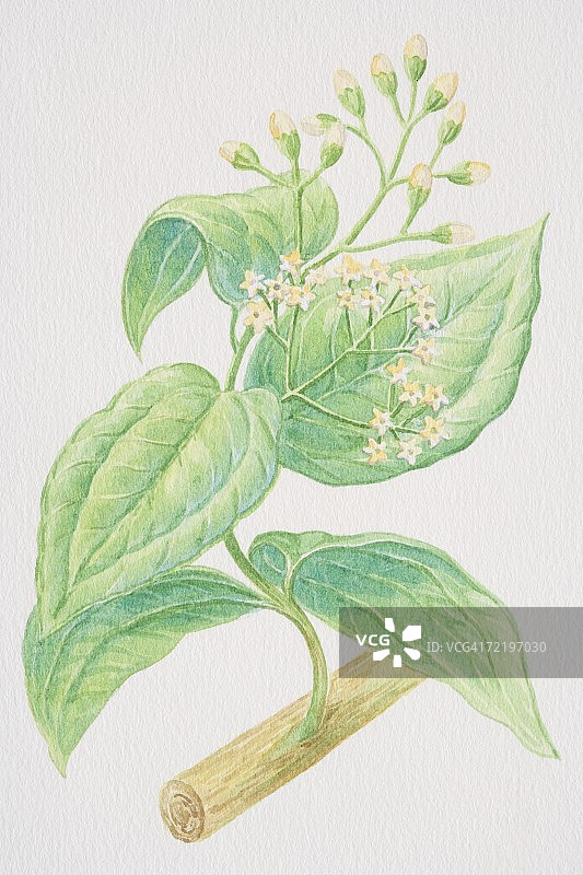 锡兰肉桂树：带有花朵和花苞的肉桂枝图片素材