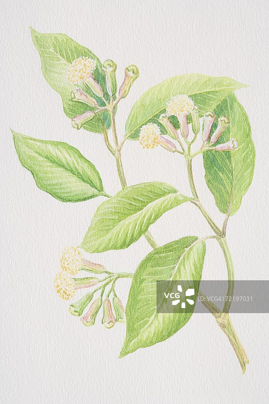 丁香花苞图片素材