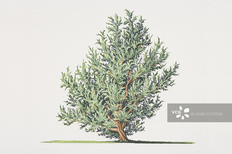 普通刺柏树图片素材