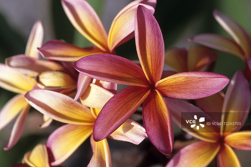 新喀里多尼亚鸡蛋花细节图片素材