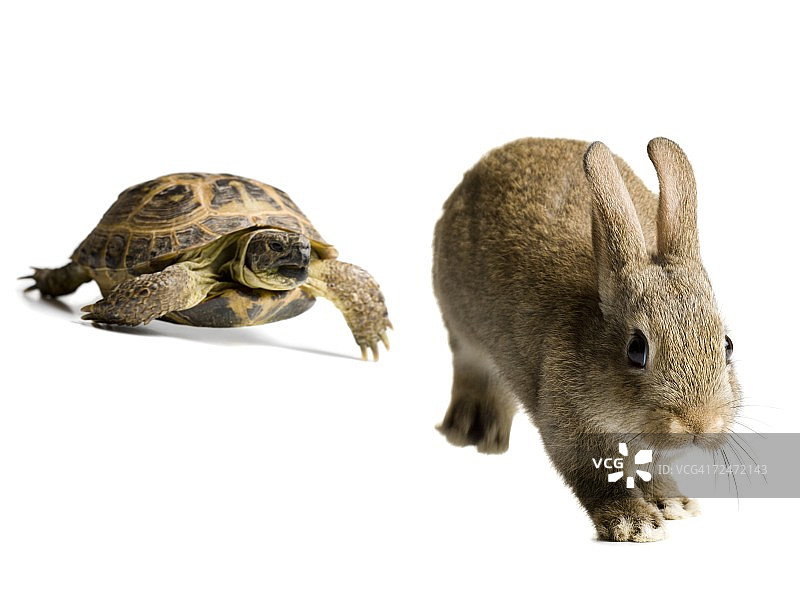 龟兔赛跑图片素材