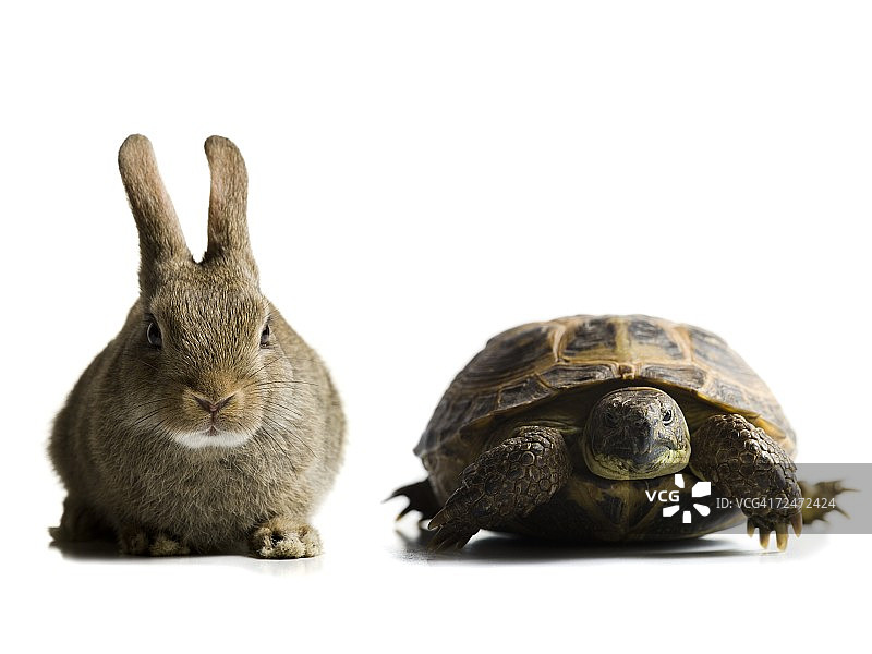 龟兔赛跑图片素材