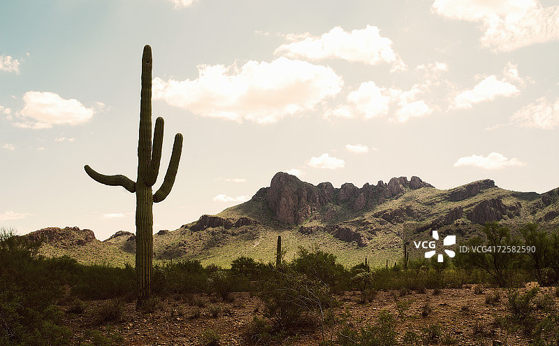 美国亚利桑那州：仙人掌沙漠景观图片素材
