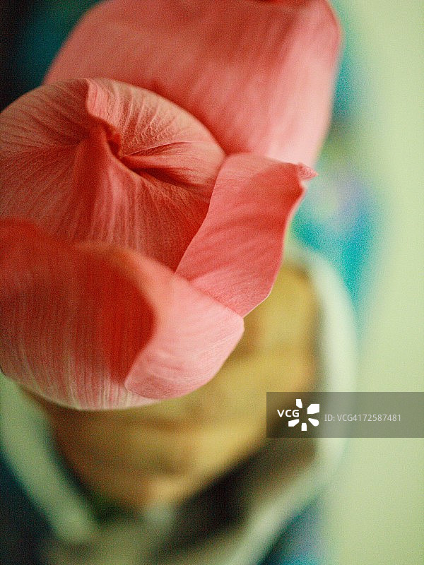 特写：手持莲花花苞图片素材