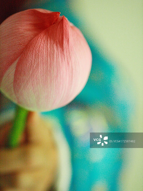 特写：手持莲花花苞图片素材