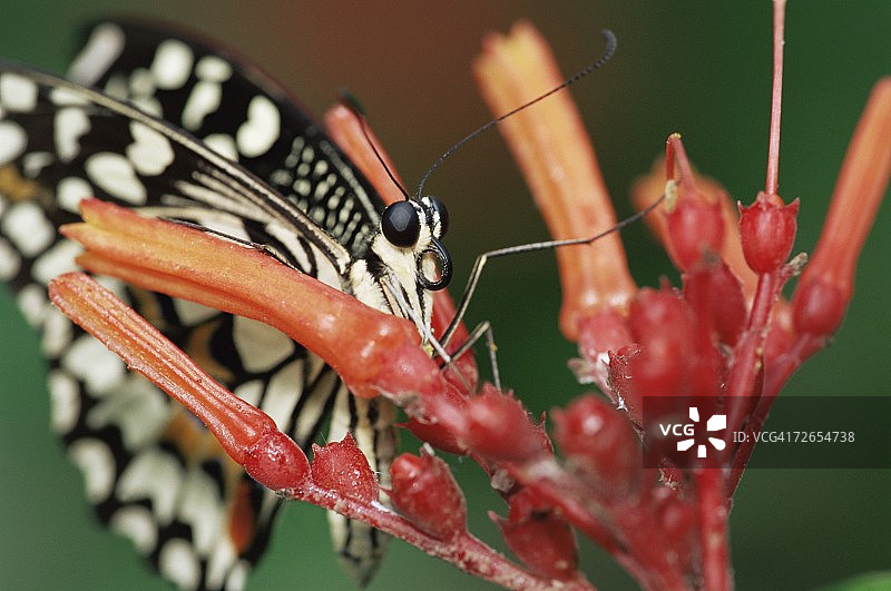 东南亚的柑橘凤蝶，圈养于美国密苏里州切斯特菲尔德图片素材