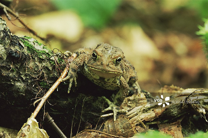 伍德豪斯蟾蜍，美国宾夕法尼亚州里基茨格伦州立公园图片素材