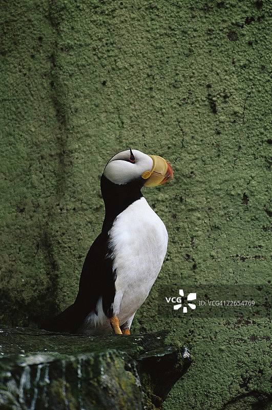 角海鹦（Fratercula corniculata），圣乔治岛，普里比洛夫群岛，阿拉斯加，美国，北美洲图片素材