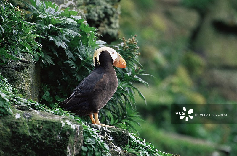 簇绒海鹦，美国阿拉斯加州圣乔治岛图片素材