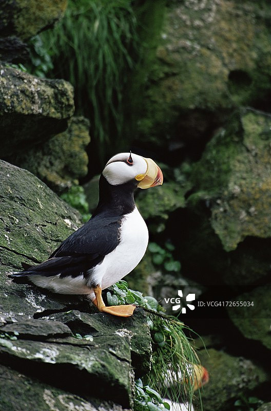 角海鹦（Fratercula corniculata），圣乔治岛，普里比洛夫群岛，阿拉斯加，美国，北美洲图片素材
