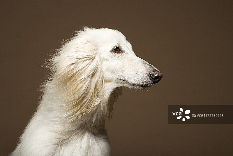 阿富汗猎犬图片素材