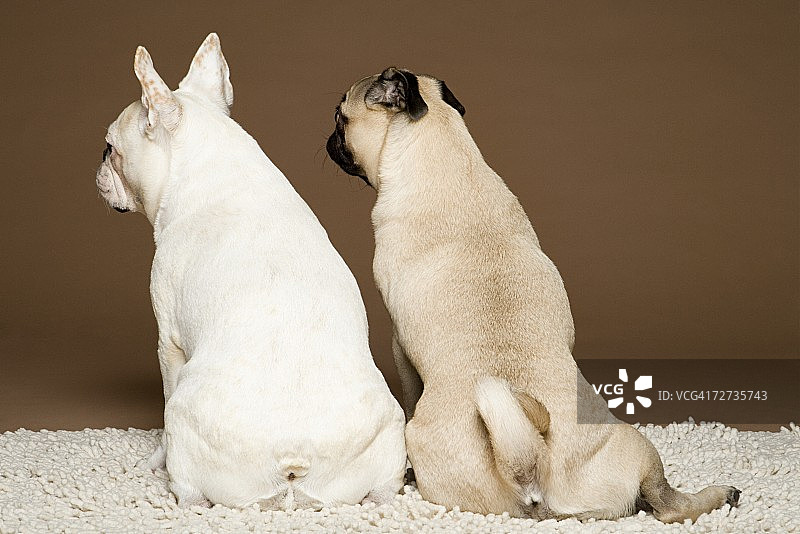 法国斗牛犬和巴哥犬的背影图片素材