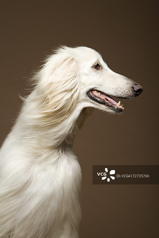 阿富汗猎犬图片素材