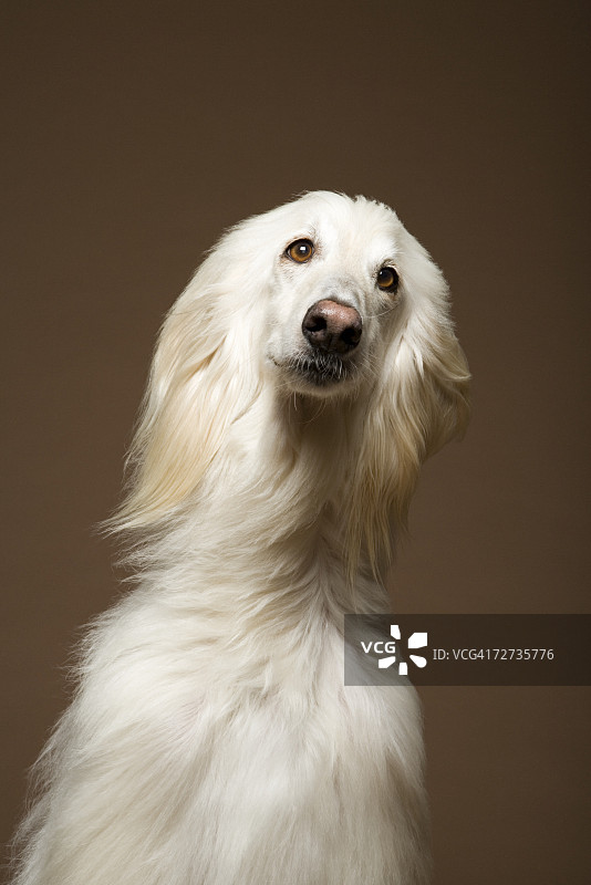 阿富汗猎犬图片素材