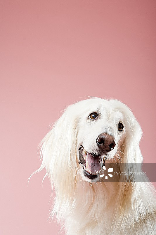 阿富汗猎犬图片素材
