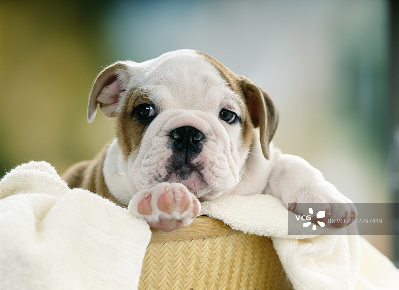 坐在篮子里的英国斗牛犬幼犬肖像图片素材
