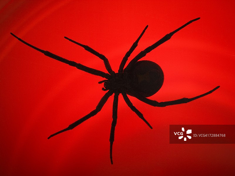 黑寡妇蜘蛛图片素材