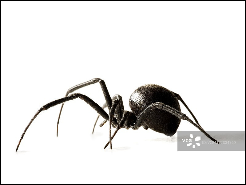 黑寡妇蜘蛛图片素材