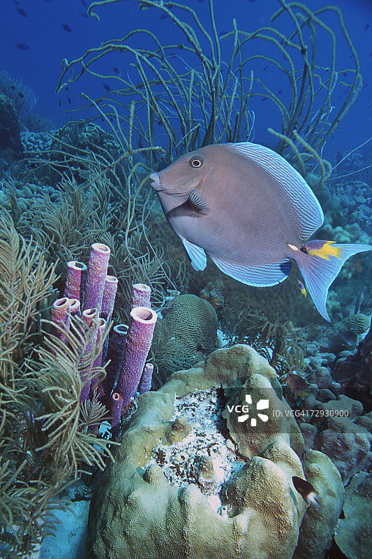 珊瑚礁上的蓝吊图片素材