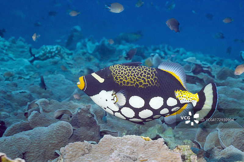 小丑炮弹鱼在珊瑚礁上游动图片素材