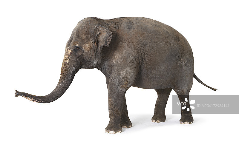 白色背景下的大象图片素材