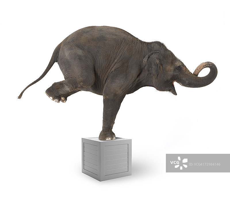 大象在箱子上表演技巧图片素材