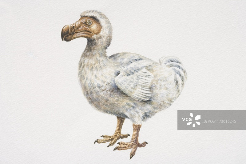 毛里求斯渡渡鸟，紧凑的鸟，弯曲的棕色喙和棕色的脚，侧视图图片素材