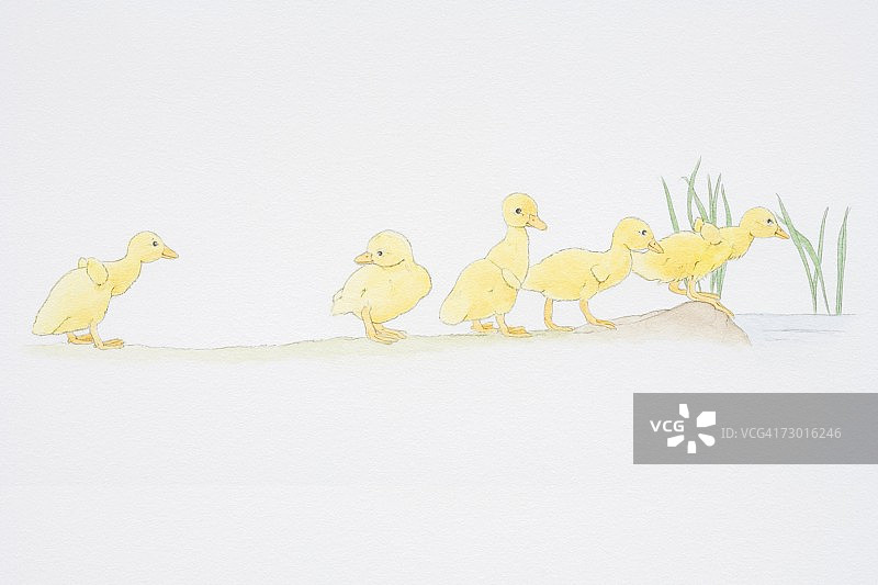 五只小鸭子游行，一只稍微落后图片素材