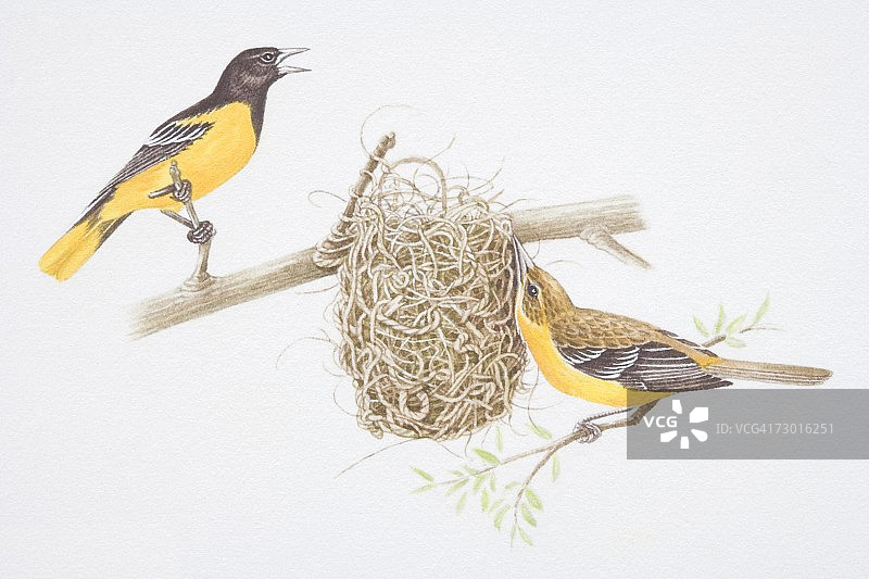 北方金莺雌鸟筑巢，雄鸟鸣叫侧视图图片素材