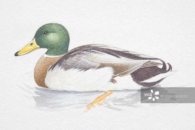水中雄性绿头鸭侧视图图片素材