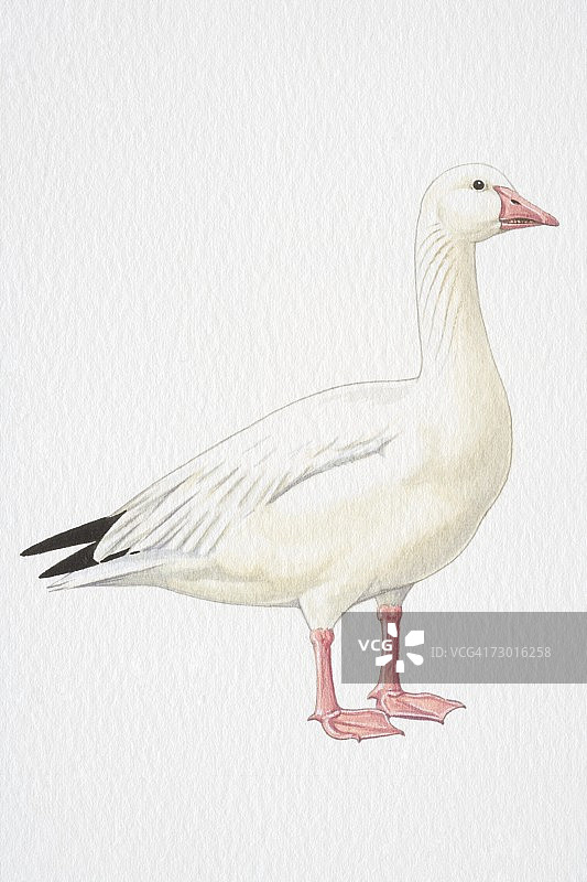 雪雁（Chen caerulescens）侧视图图片素材