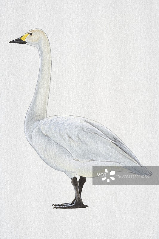 苔原或小天鹅（Cygnus columbianus），侧视图，具有黄黑色喙和黑色脚图片素材