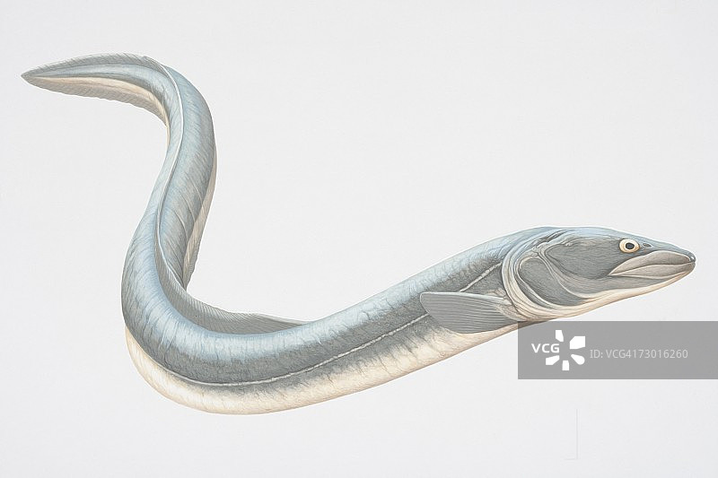 蓝灰色康吉鳗图片素材