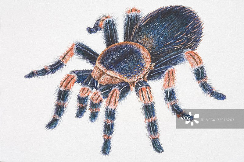 墨西哥红膝狼蛛，腿上有红色标记的黑色多毛蜘蛛，高角度拍摄图片素材