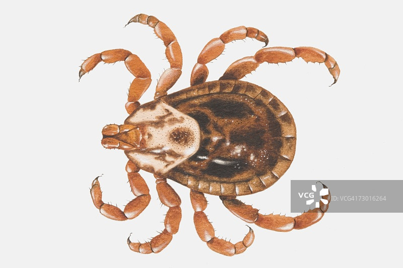 从上方观察的蜱虫图片素材