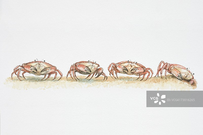 可食用的普通黄道蟹，横向移动图片素材